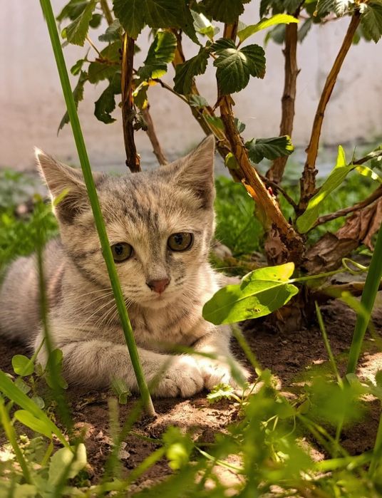 Котята срочно ищут дом!