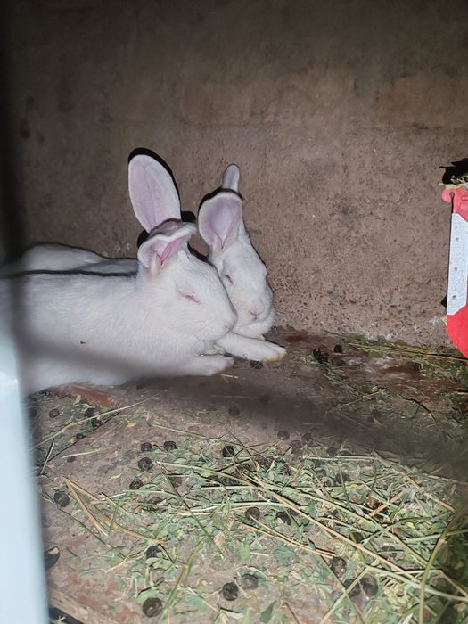 Продам кроликов.