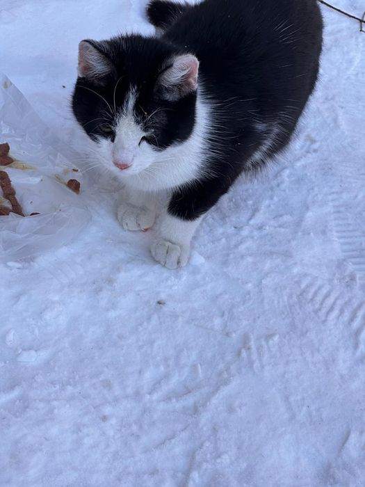 Отдам котёнка , девочка нашли на улице