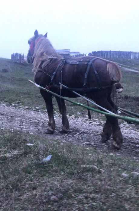 Armasar semigreu de 10 ani