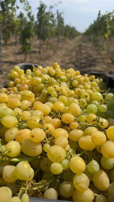 Struguri de Vanzare - De Vin sau de Masa - de la PRODUCATOR