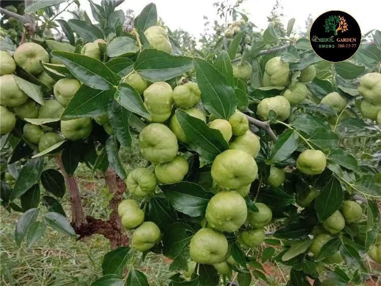 Зизифус жийда привитий