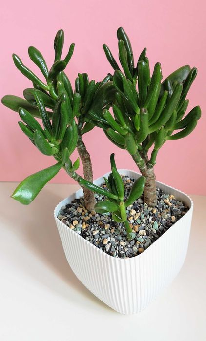 Крассула Хоббит (толстянка)