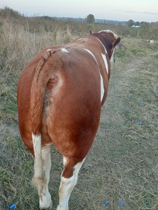 Vand taur băltat romanesc.