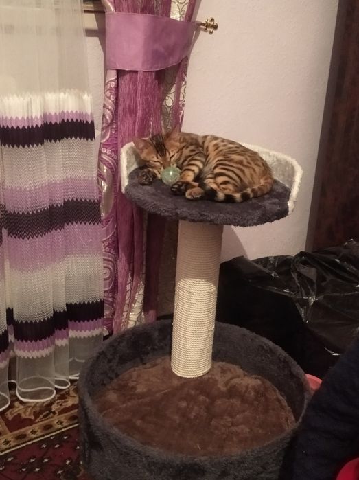 Bengal mushuk 5 oylik