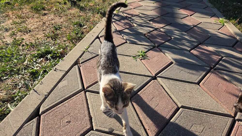Spre adopție: 2 pui de pisică adorabili (~2 luni)