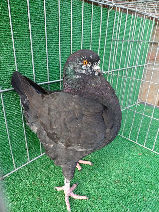 Vând porumbei king Ineu/ Arad