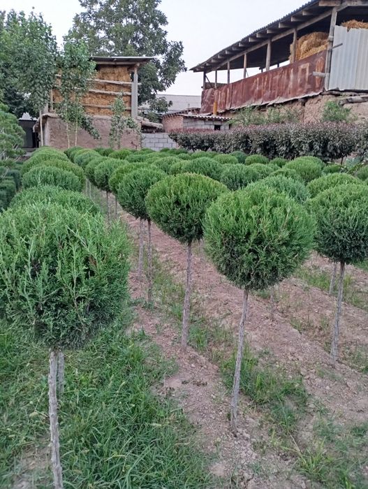 Archa keshish va dorlash dekrativni daraxtlar