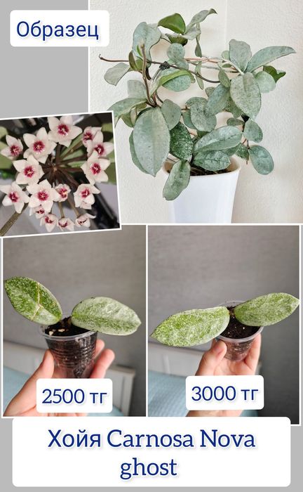 Эпипремнум комнатные цветы