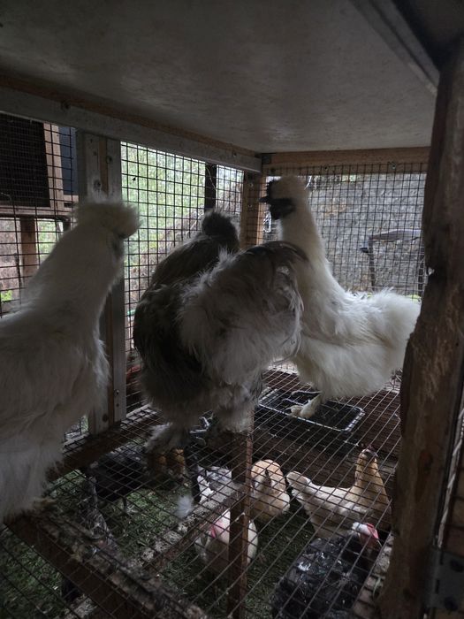 Семья китайских шелковых.