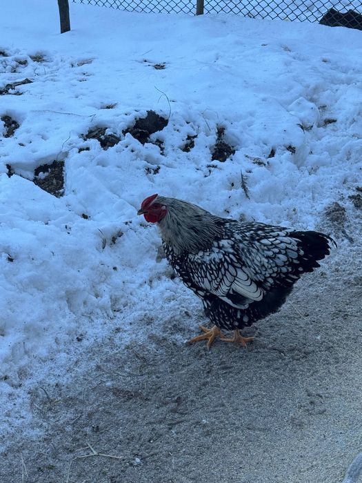 Vând doi cocoși Australop și 6 puicuțe și 2cocosi de wyadontte