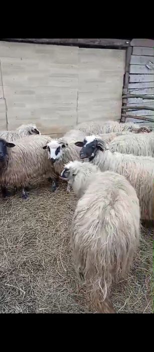 Vând oi  tinere la prima și a doua fatare