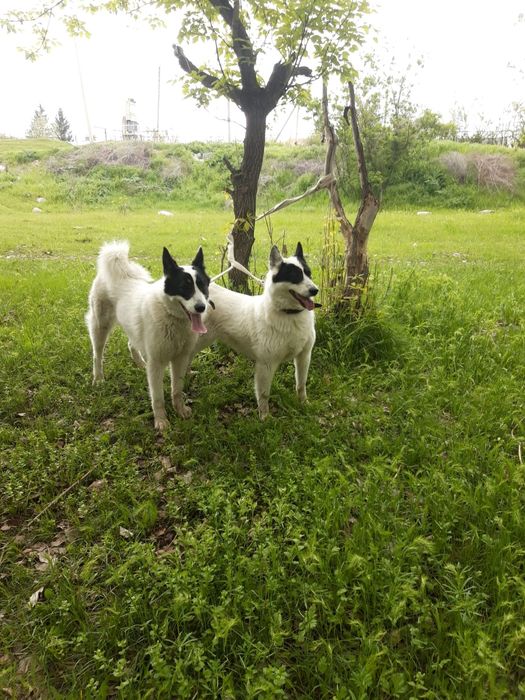 Лайка девушки лайка