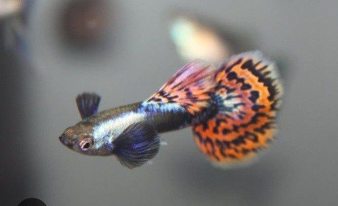 Аквариумные рыбки