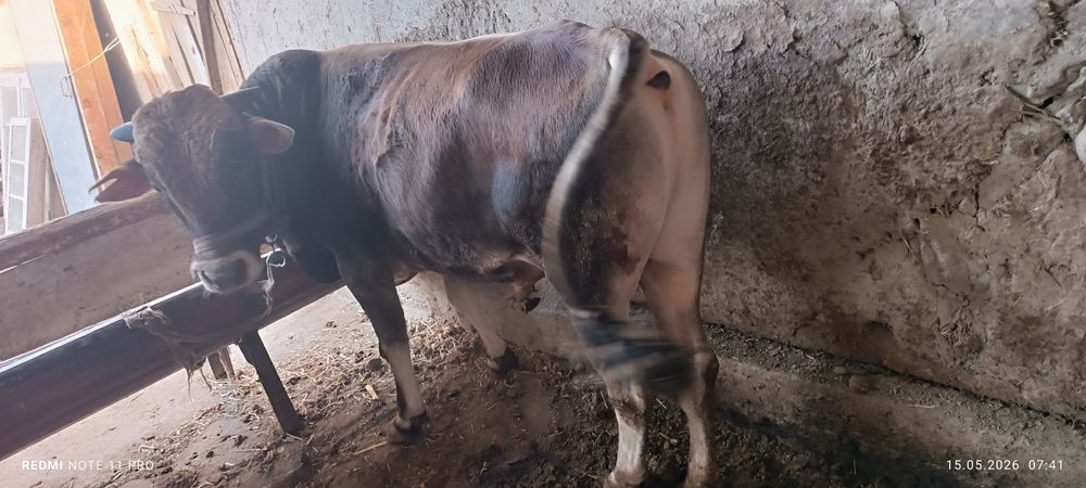 Buqa sotiladi 23 m