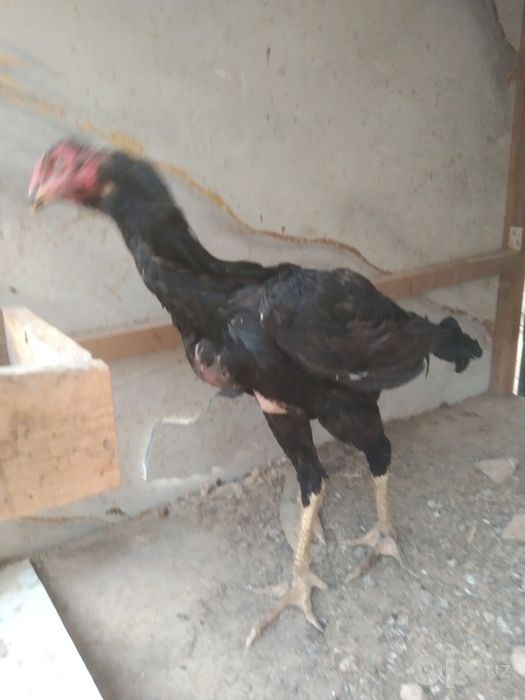 Dakan xoʻroz sotiladi