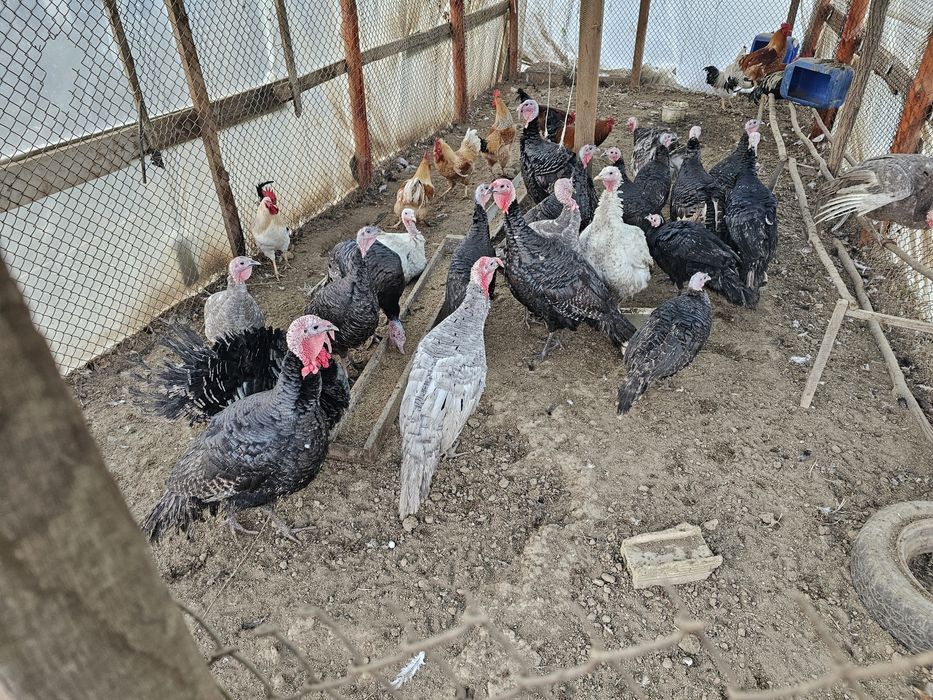 пуики и петли за клане