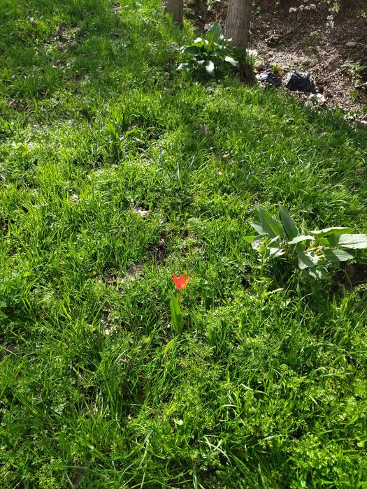 Yer bor srochka sotiladi