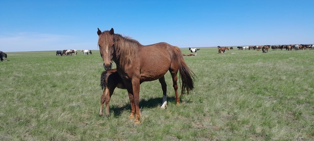 Жас бие сатылады/ продам кобылу