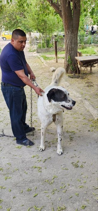 Alabay kuchuk 2 yoshar