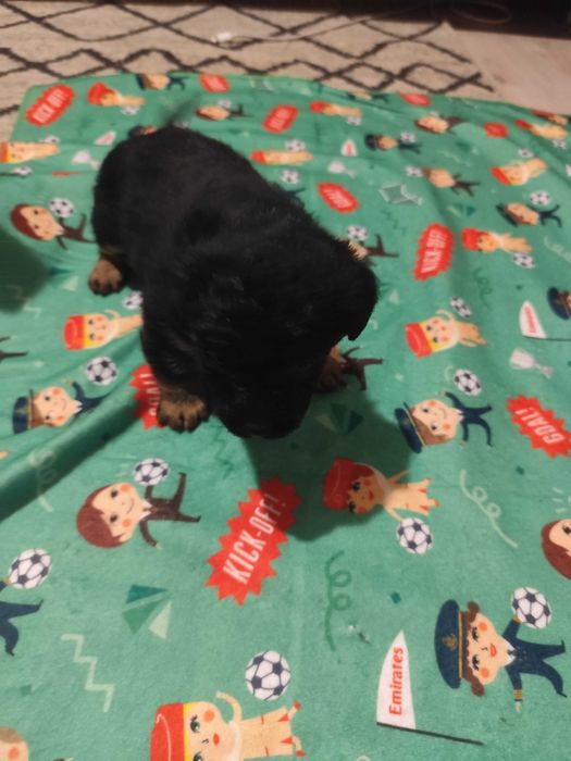 Donez căței talie mică