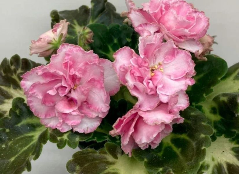 Сортовые фиалки и торф