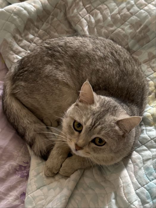 Шотландская кошка