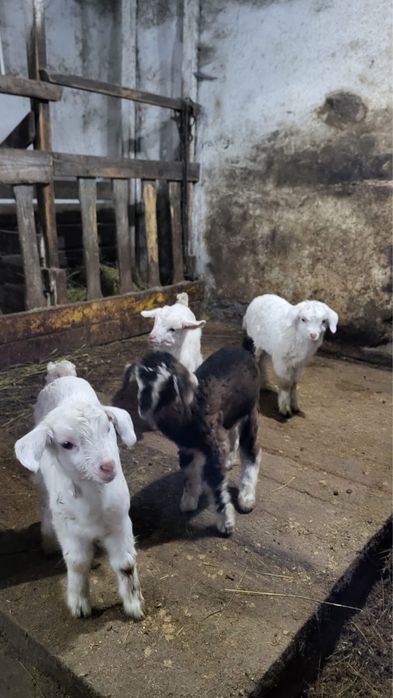 Продаю козлят 3 мальчика 1 девочка