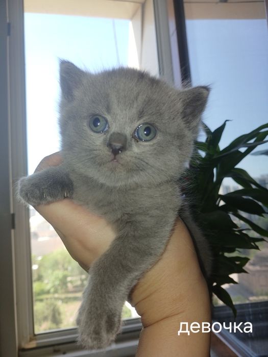 Срочно котята ищут новый дом