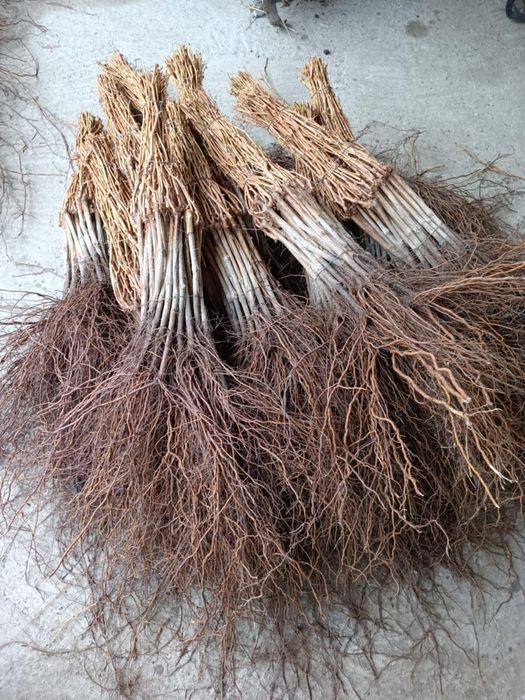 Butasi altoiti si hibrizi