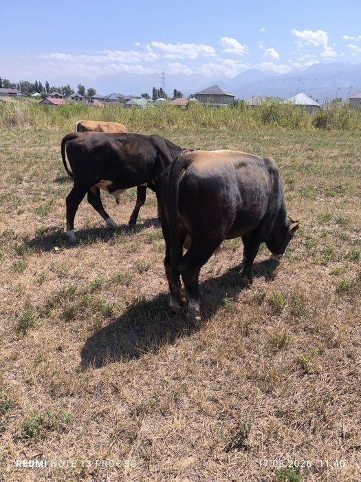 3 бас 1,5 жасар бұқалар сатылады
