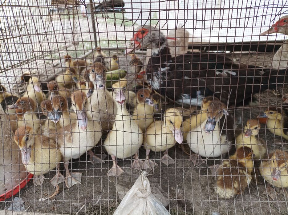 Продам индаутку с утятами