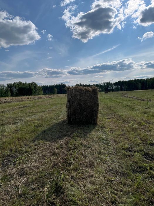 Сено, рулоны луговое нынешнее