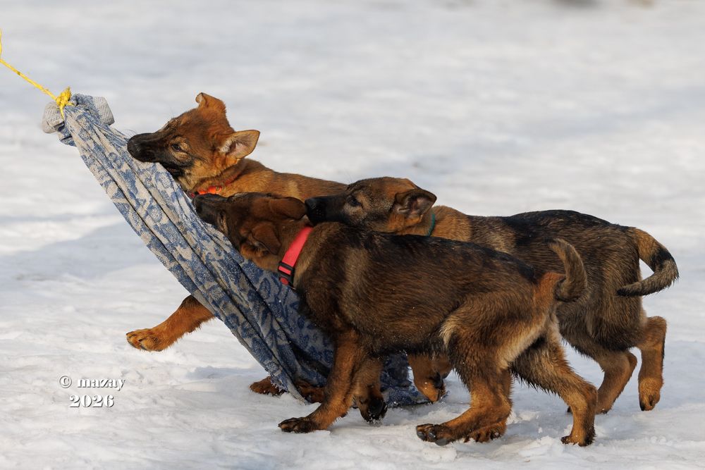 Немецкая овчарка РР