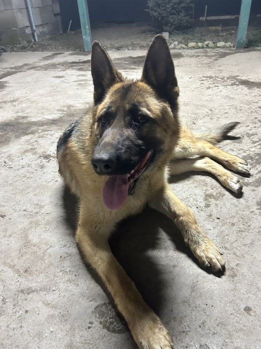 Кобель немецкая овчарка