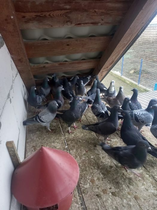 Porumbei origine Belgia si Olanda