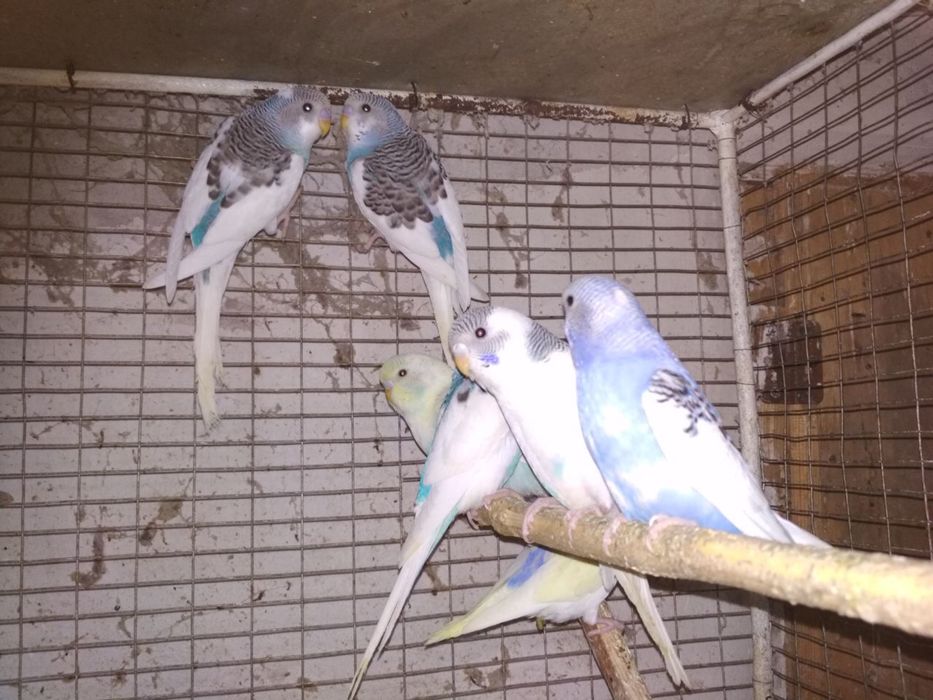 Волнистые попугайчики
