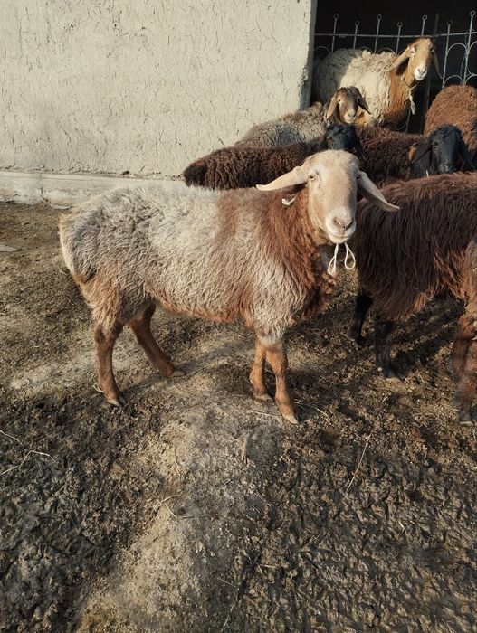 1 yosh quchqor sotiladi