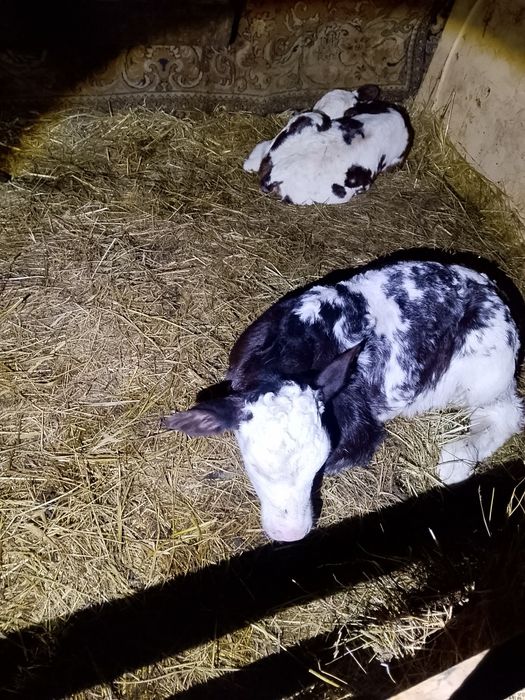 Vand viței belgieni și Bălțați