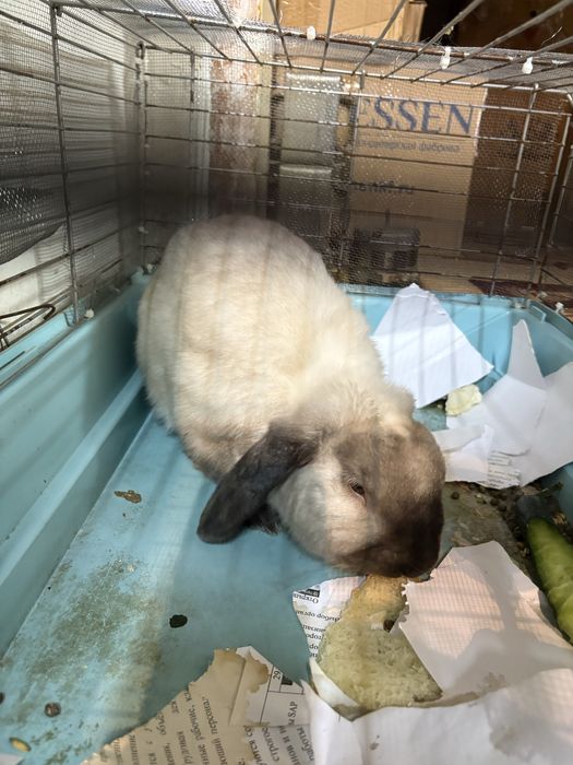 Декоративный кролик