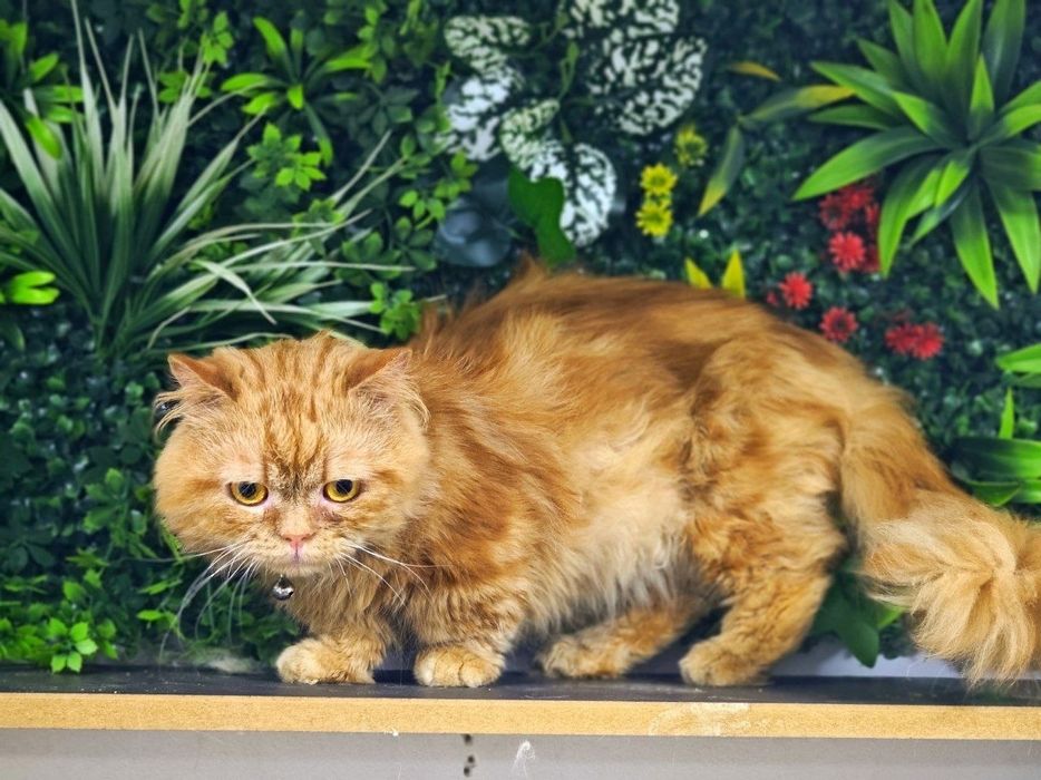 Manchkin erkak sotiladi
