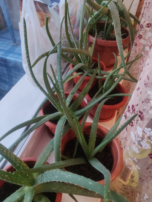 Алоэ полуторогодовалые с горшком