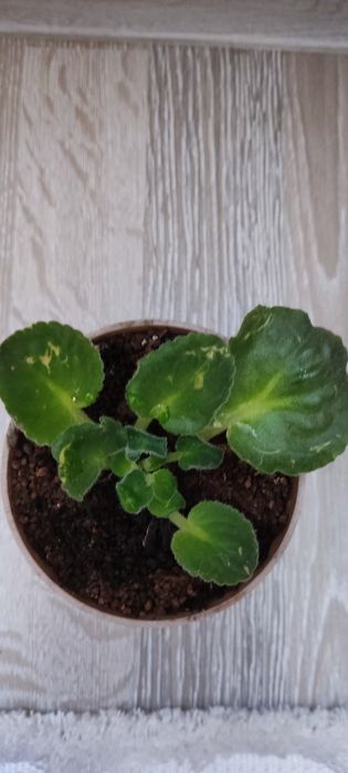 Фиалки цветы маленькие