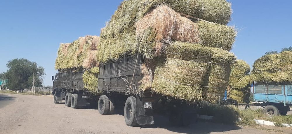 Сено люцерна. жоношка урлон жоношка сатамын