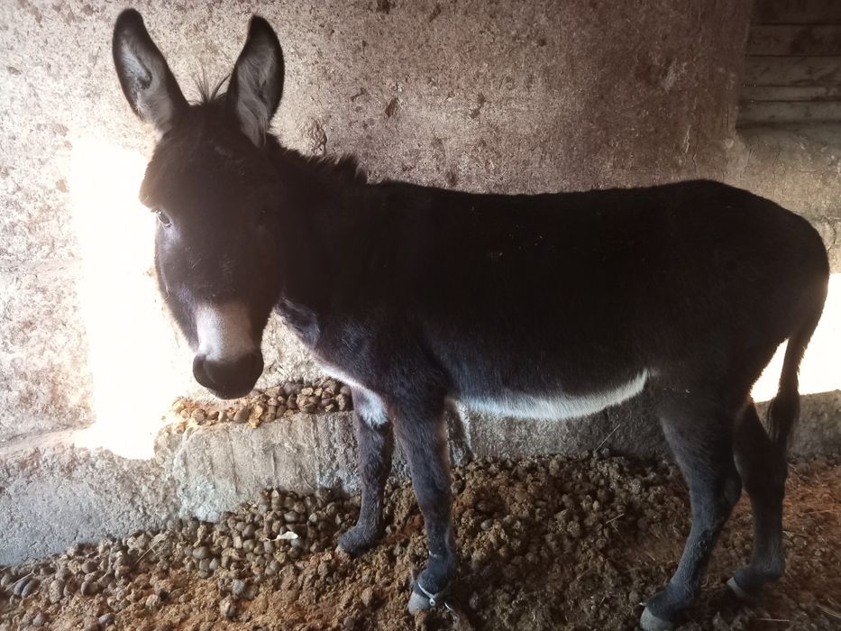 Продаю крепкого Осла.