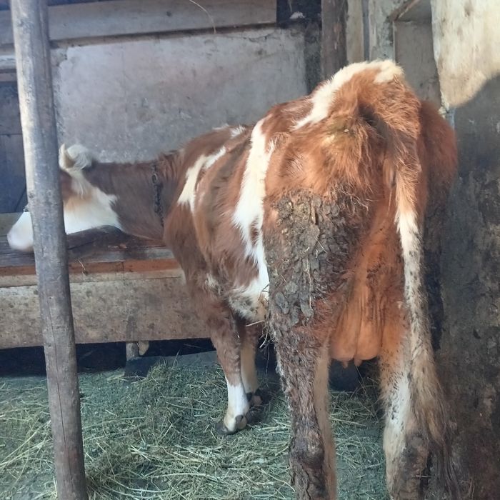 Vand 2 vaci baltat romanesc