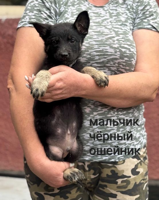 Продаются щенки  ВЕО
