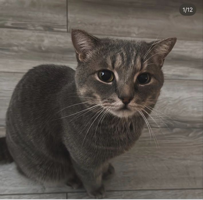Candy — кошка, 6 лет