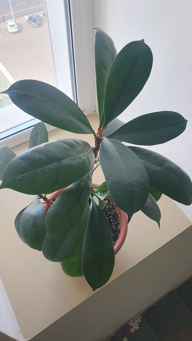 Фикус каучуконосный