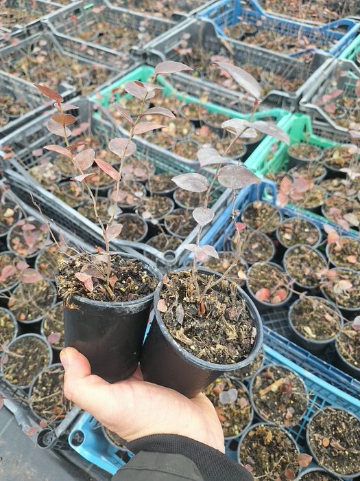 ПРОДАЖБА НА РАЗСАД – БОРОВИНКИ И ЯГОДИ,  Малки боровинки- изгодно